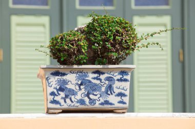 Bahçedeki ardıç bonsai ağacı