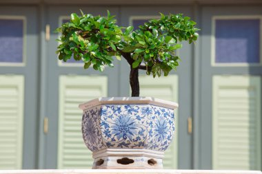 Bahçedeki ardıç bonsai ağacı