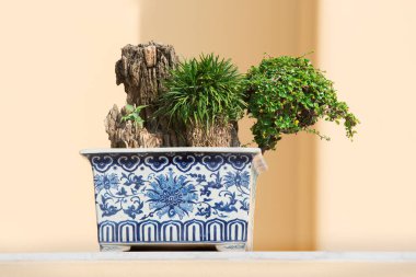 Bahçedeki ardıç bonsai ağacı