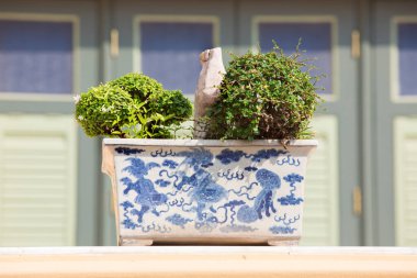Bahçedeki ardıç bonsai ağacı