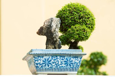 Bahçedeki ardıç bonsai ağacı