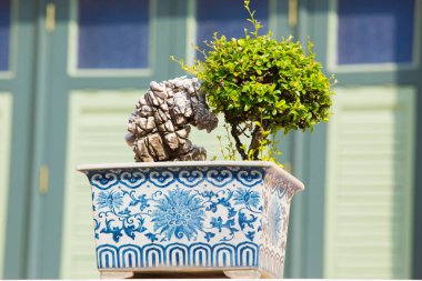 Bahçedeki ardıç bonsai ağacı