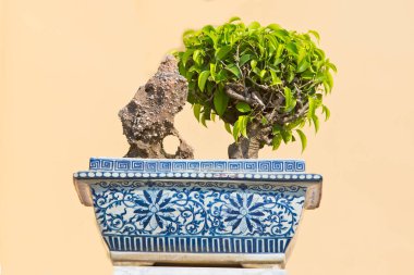 Bahçedeki ardıç bonsai ağacı