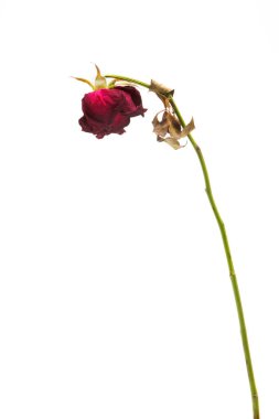 Beyaz arkaplanda kurumuş gül tasviri.