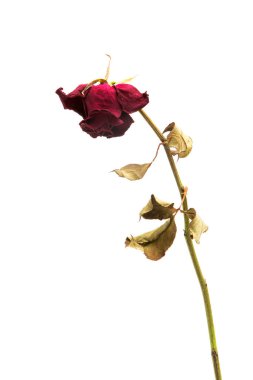 Beyaz arkaplanda kurumuş gül tasviri.