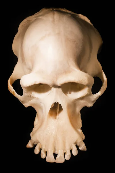 Sentetik Kafatası Çok Açılı Görünüm — Stok fotoğraf
