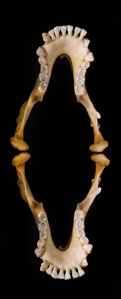Crâne Synthétique Vue Nombreux Angles — Photo