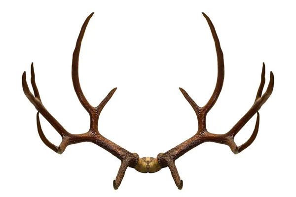 Rear View Whitetail Deer Antlers Isolated White — Stock Photo, Image