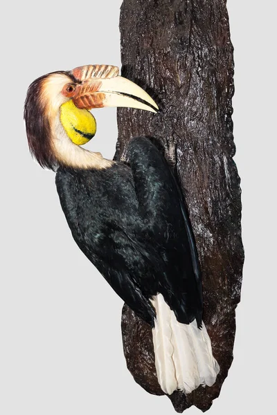 Hornbill Μεγάλη Hornbill Μεγάλη Κατειλημμένο Hornbill Hornbill Επιλεκτική Εστίαση — Φωτογραφία Αρχείου