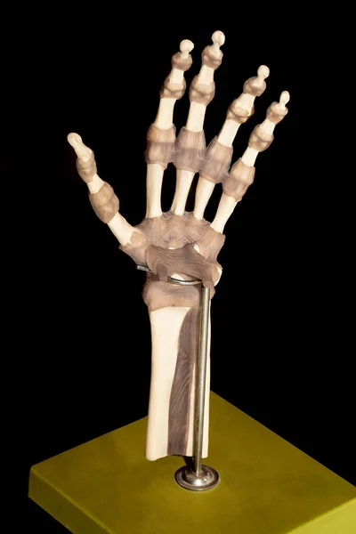 Hand Senben Mänsklig Hand Anatomi — Stockfoto
