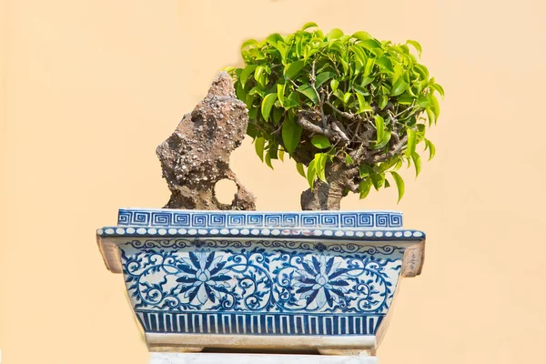 Bahçedeki ardıç bonsai ağacı