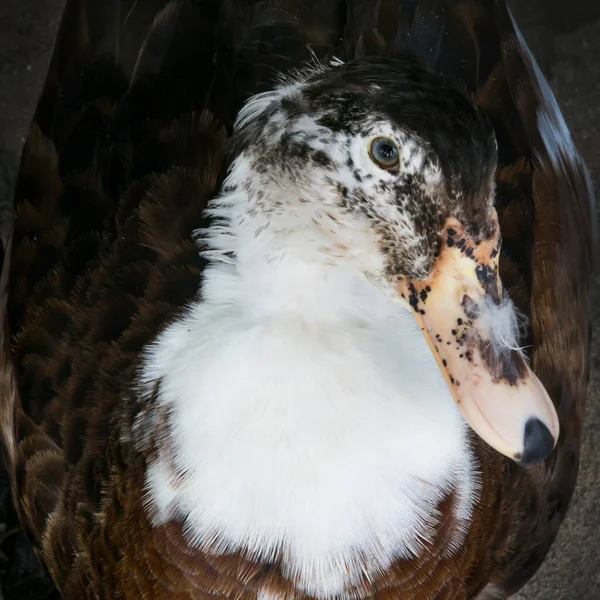 Enten Fressen Futter Teich Käfig — Stockfoto