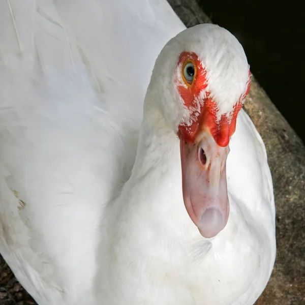 Ducks Eat Food Pond Cage — Stock Photo, Image