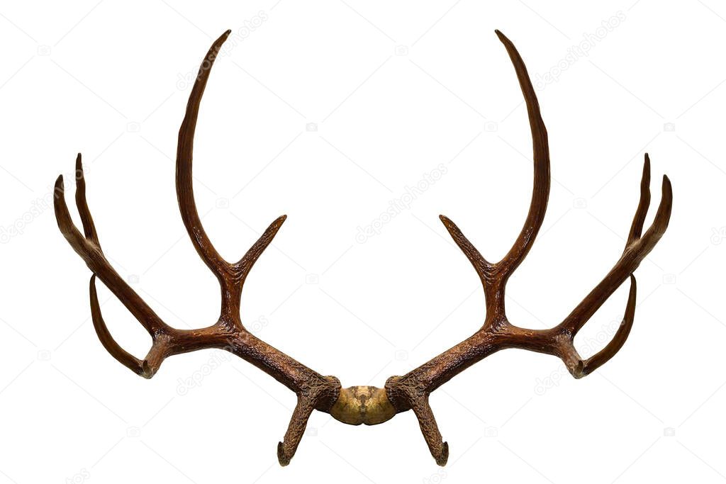 Rear View of Whitetail Deer Antlers isolated on white