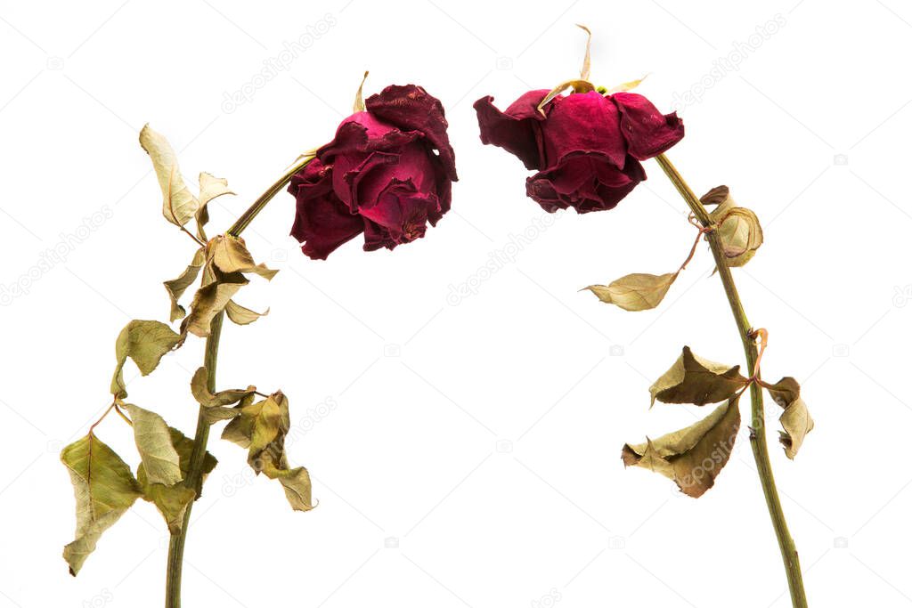dried rose depicted on a white background.