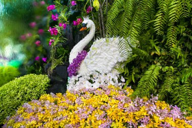 Orkide çiçeklerinden yapılmış kuğu..