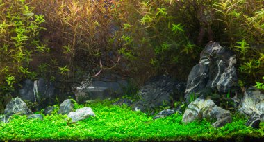 Akvaryumdaki akvaryum..