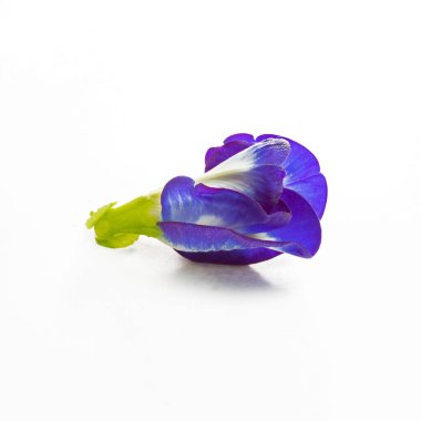 Kelebek Bezelyesi beyaz arkaplanda izole