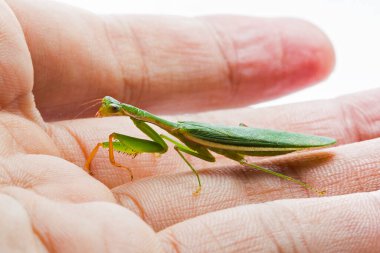 Peygamber devesi. beyaz arkaplan