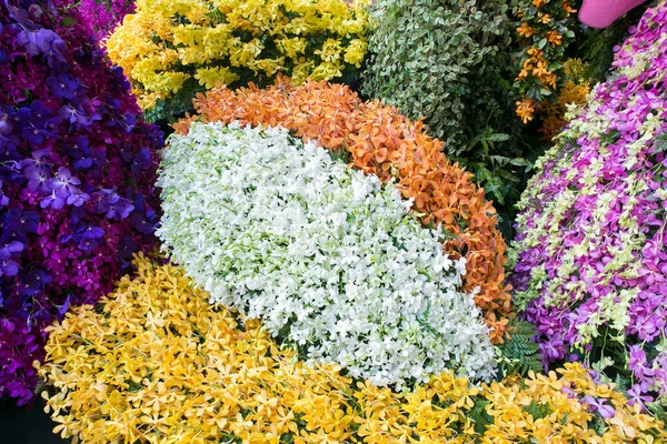 Ορχιδέα Λουλούδια Μια Ποικιλία Από Όμορφα Χρώματα — Φωτογραφία Αρχείου