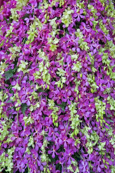 Flores Orquídeas Com Uma Variedade Cores Bonitas — Fotografia de Stock