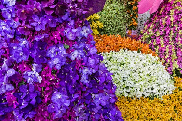Ορχιδέα Λουλούδια Μια Ποικιλία Από Όμορφα Χρώματα — Φωτογραφία Αρχείου