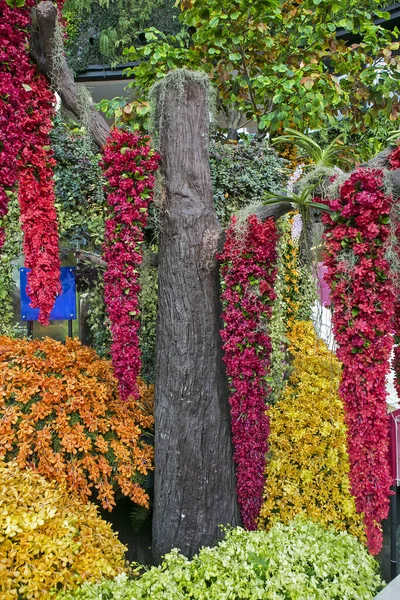 Flores Orquídea Con Una Variedad Hermosos Colores — Foto de Stock