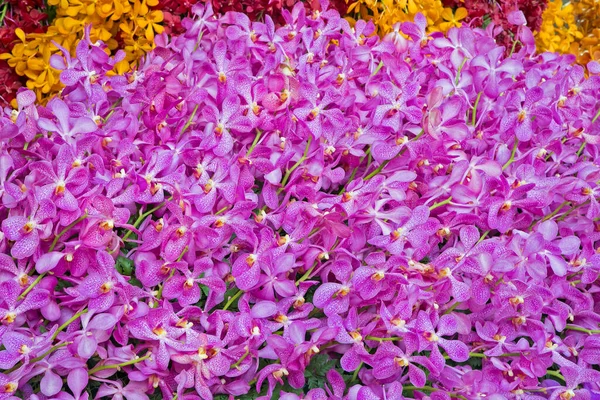 Flores Orquídeas Com Uma Variedade Cores Bonitas — Fotografia de Stock