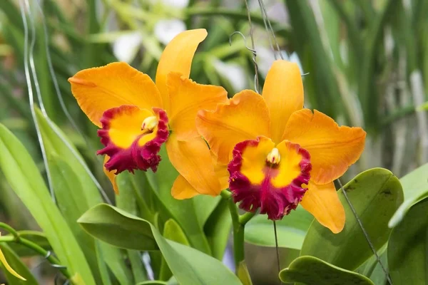 Fleurs Orchidée Avec Une Variété Belles Couleurs — Photo