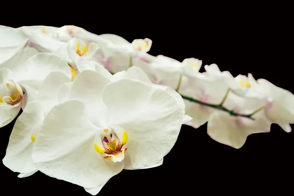 Orchideenblumen Mit Einer Vielzahl Schöner Farben — Stockfoto