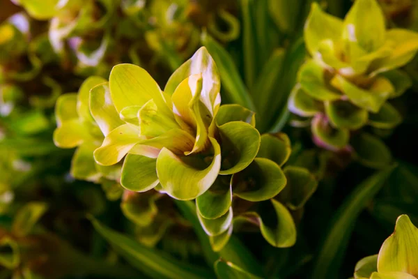 Fleurs Orchidée Avec Une Variété Belles Couleurs — Photo