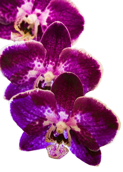 Fleurs Orchidée Avec Une Variété Belles Couleurs — Photo