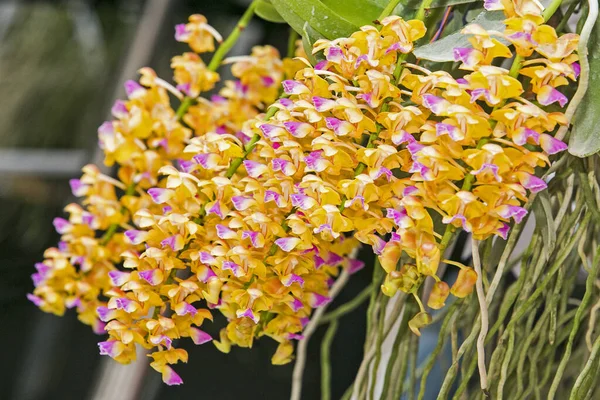 Fleurs Orchidée Avec Une Variété Belles Couleurs — Photo