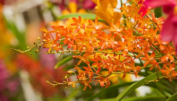 Fleurs Orchidée Avec Une Variété Belles Couleurs — Photo