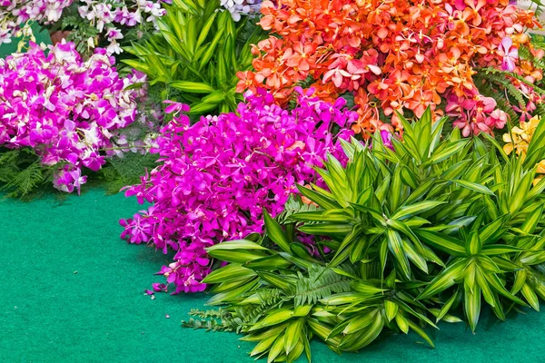 Orchideenblumen Mit Einer Vielzahl Schöner Farben — Stockfoto