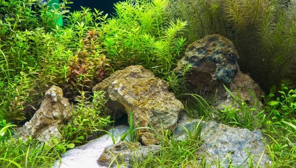 Aquarium Dans Aquarium — Photo