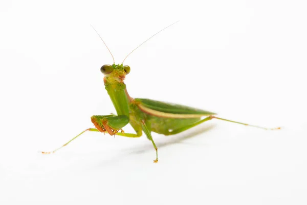 Rezando Mantis Sobre Fondo Blanco — Foto de Stock