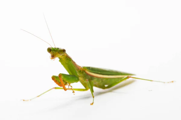 Bidden Mantis Witte Achtergrond — Stockfoto