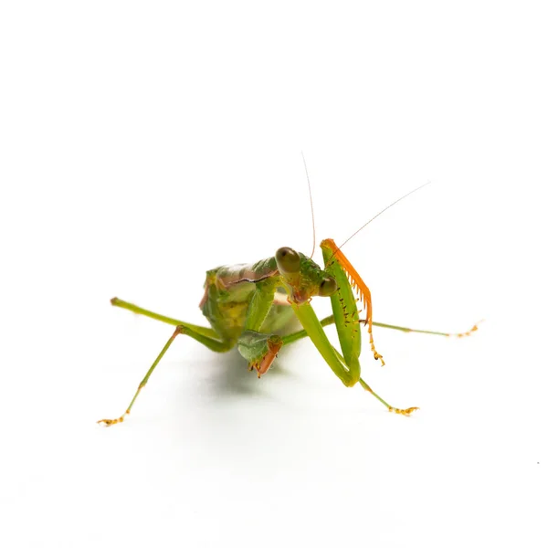 Bidden Mantis Witte Achtergrond — Stockfoto