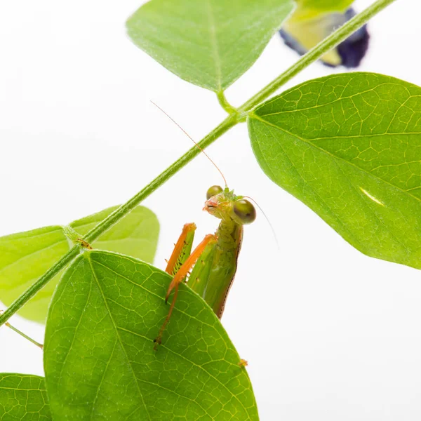 Bidden Mantis Witte Achtergrond — Stockfoto