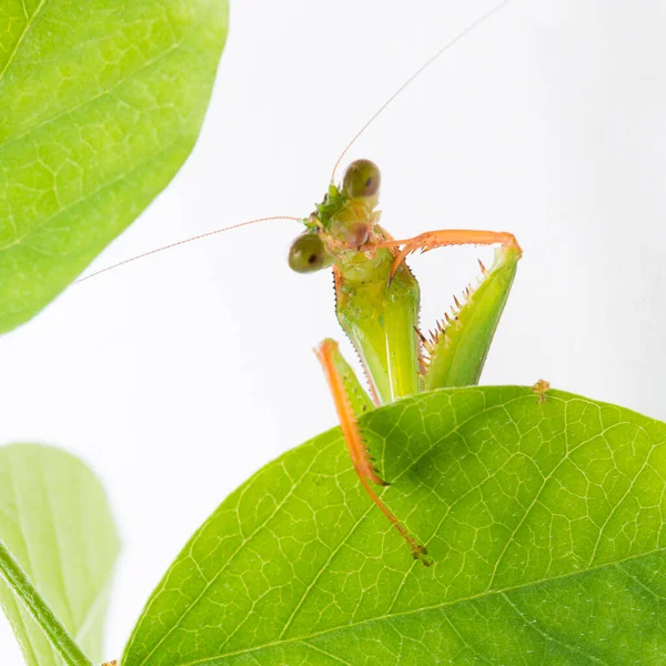 Bidden Mantis Witte Achtergrond — Stockfoto