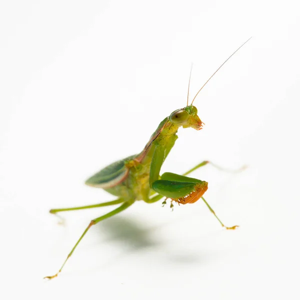 Bidden Mantis Witte Achtergrond — Stockfoto