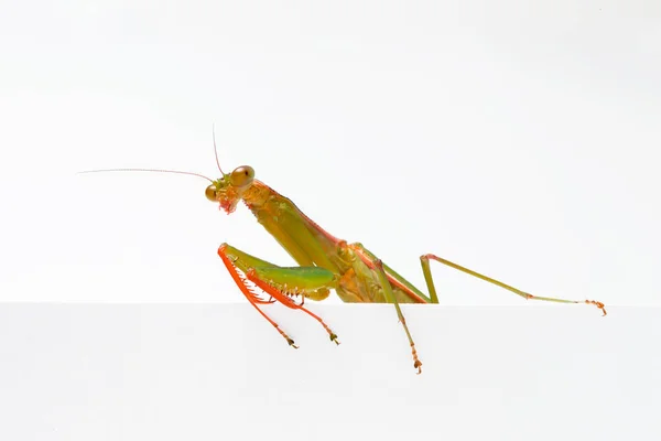 Bidden Mantis Witte Achtergrond — Stockfoto