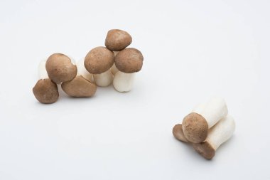 Kral istiridye mantarları beyaz arkaplanda izole.