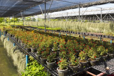 Seralardaki fidanlar ve taze bitkiler..