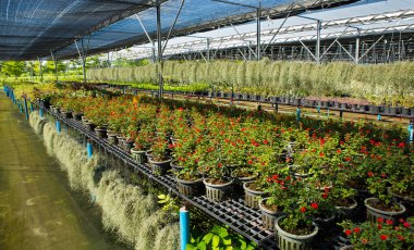 Seralardaki fidanlar ve taze bitkiler..