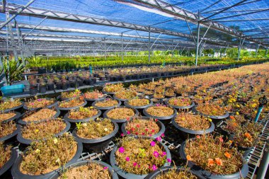 Seralardaki fidanlar ve taze bitkiler..