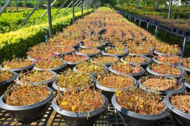 Seralardaki fidanlar ve taze bitkiler..