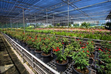 Seralardaki fidanlar ve taze bitkiler..