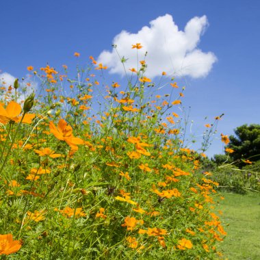Gökyüzüne karşı sarı çiçekler